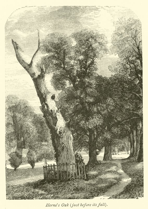 Hernes Oak, těsně před jeho pádem od English School
