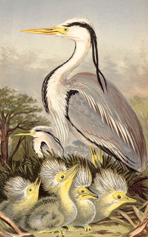 Volavka a mládě (chromolitho) od English School