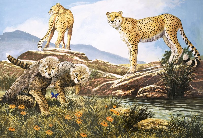 Rychlý lovec, gepard, ilustrace z knihy "Říše divů přírody" (kvaš na papíře) od English School