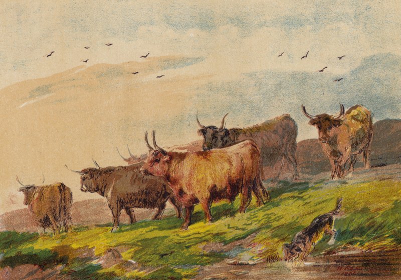 Highland Cattle od English School