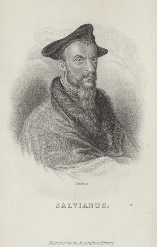 Hippolito Salviani , italský přírodovědec od English School