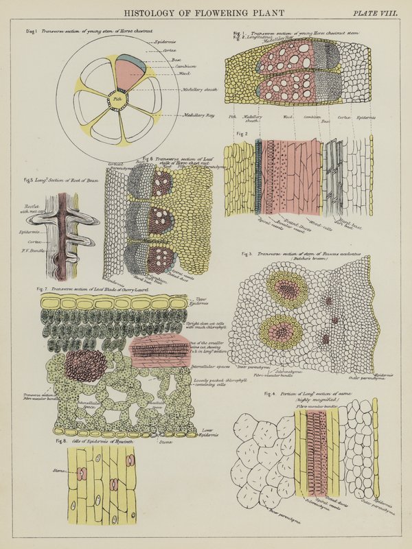 Histologie kvetoucí rostliny (barva litho) od English School