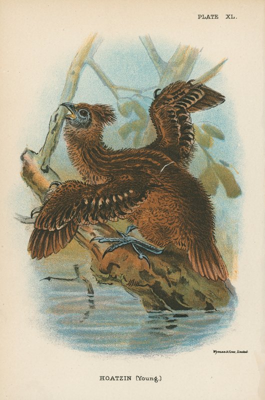 Hoatzin (Mladý) od English School