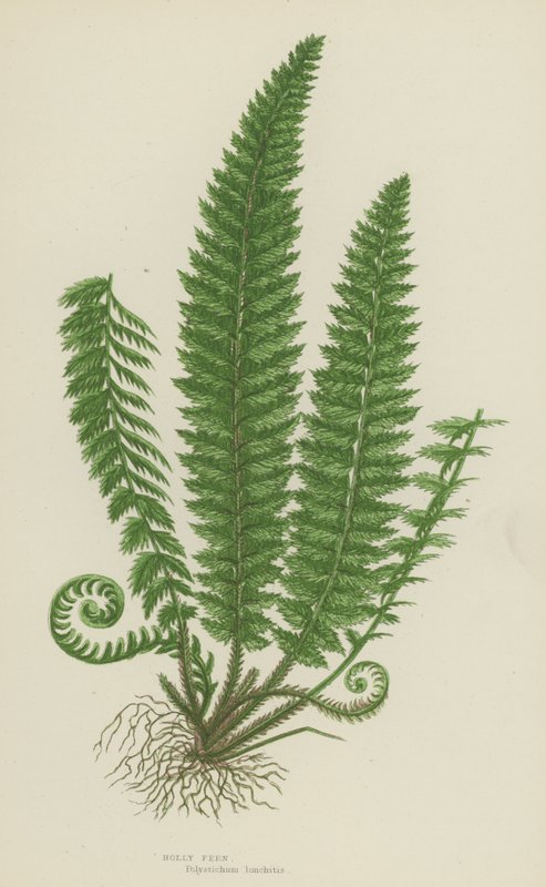 Holly Fern (Color Litho) od English School