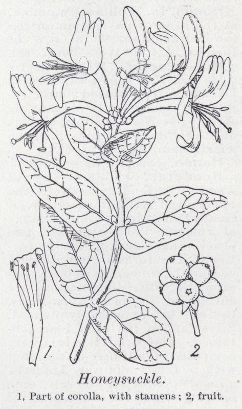 Zimolez (litho) od English School