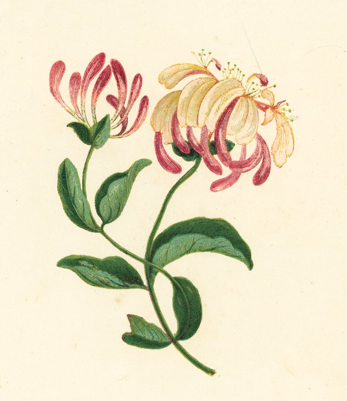 Zimolez, Lonicera Periclymenum (barevná litografie) od English School