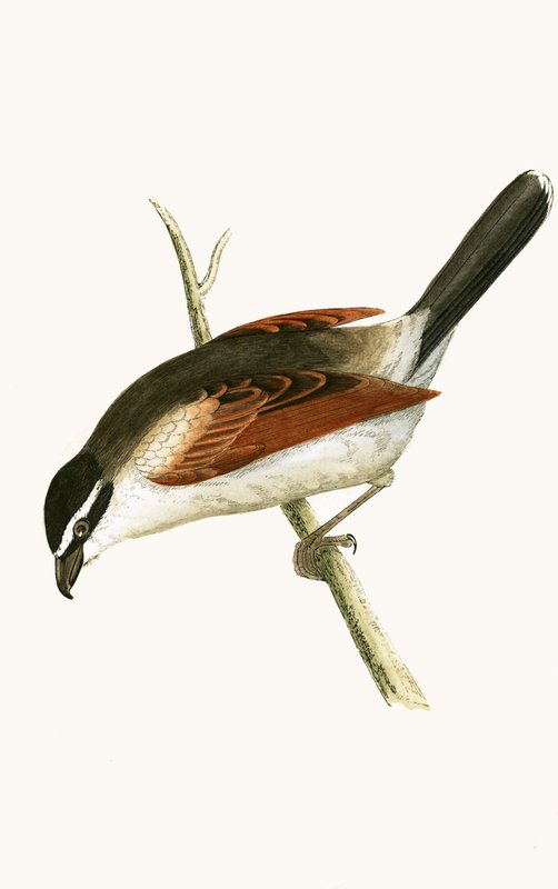 Hooded Shrike, ilustrace z „Historie ptáků Evropy nepozorovaných na Britských ostrovech“ od Charlese Roberta Bree (1811-86), vydáno 1867 od English School