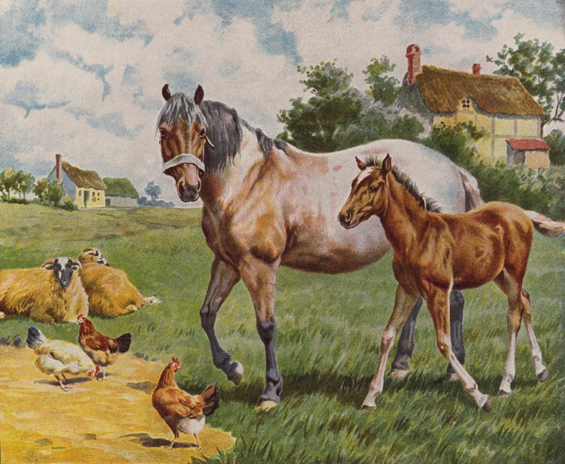 Kůň a hříbě, ovce a slepice (barevná litografie) od English School