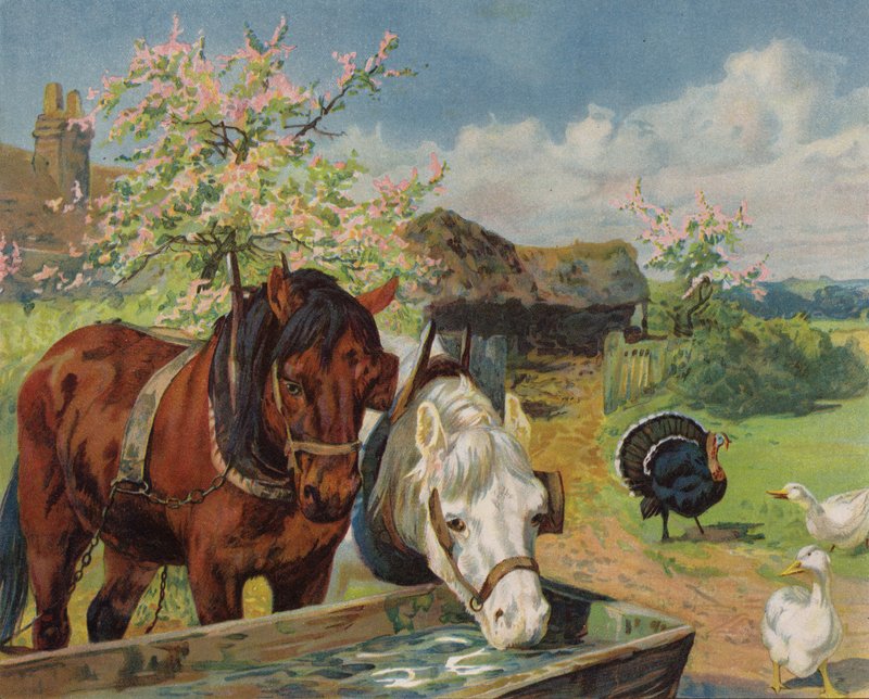 Koně pijící z vodního koryta (barva litho) od English School