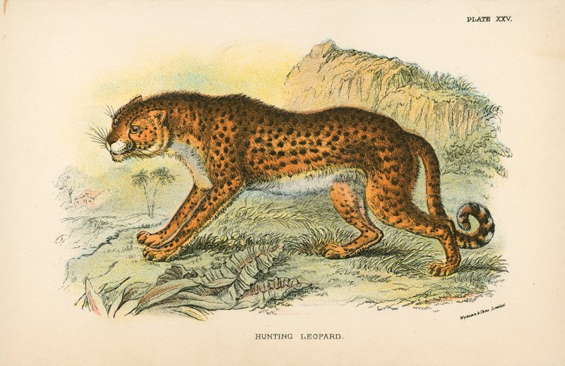 Lov leoparda od English School