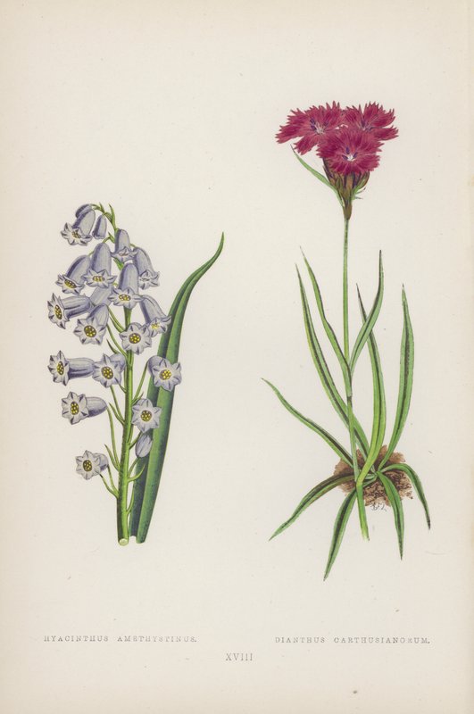 modrý amethystinus; Kartuziánský Dianthus (barva lito) od English School