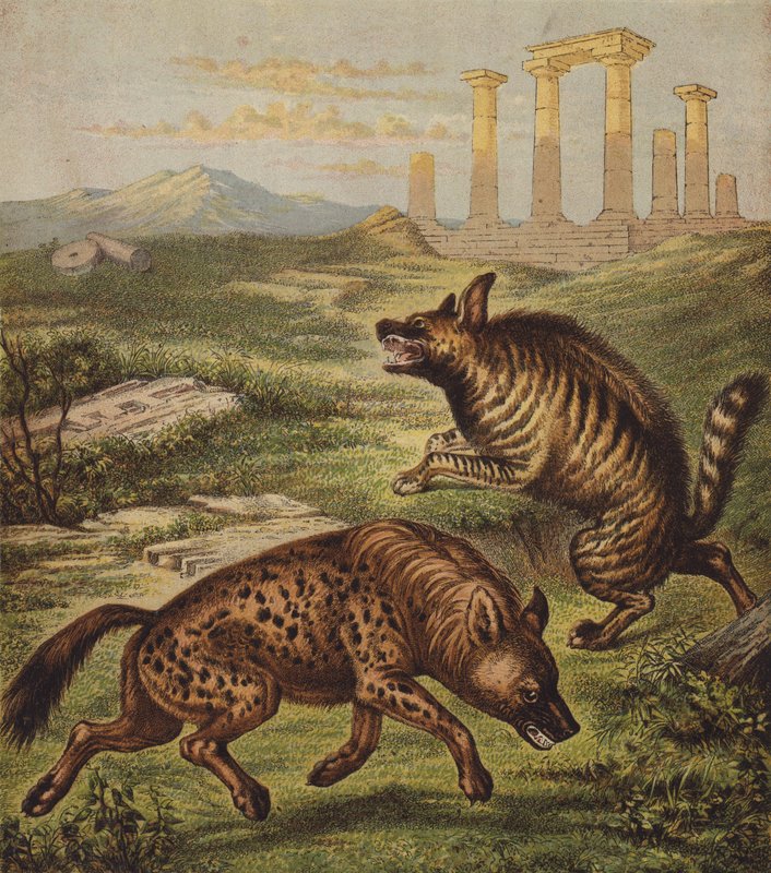 Hyena (barevná litografie) od English School