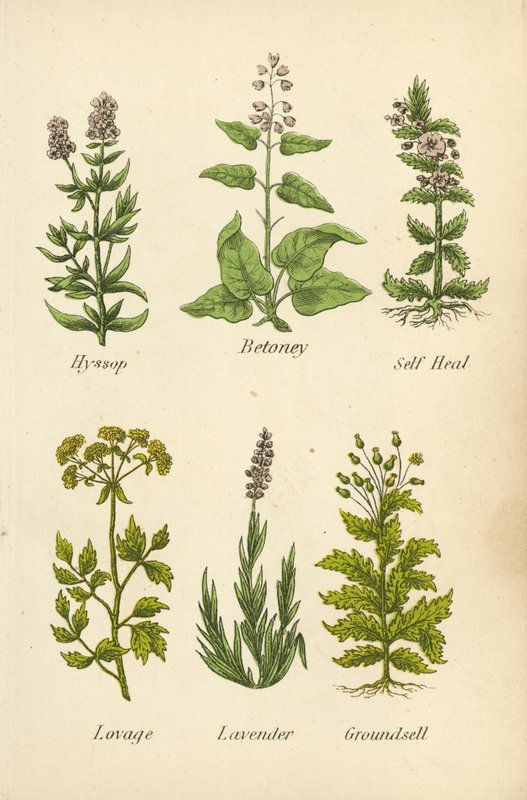 Yzop, Betoney, Self Heal, Lovage, Levandule, Groundsell (barevná litografie) od English School