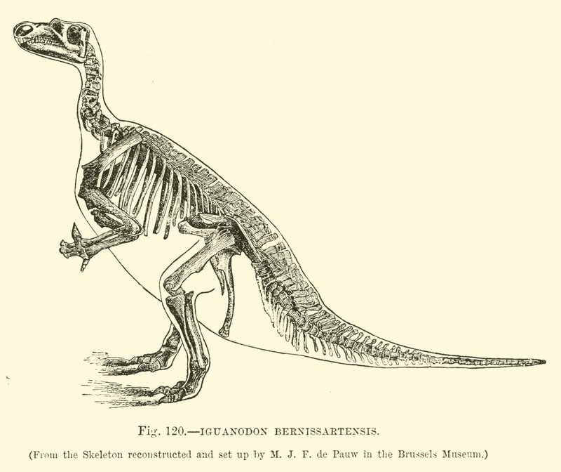 Iguanodon Bernissartensis od English School