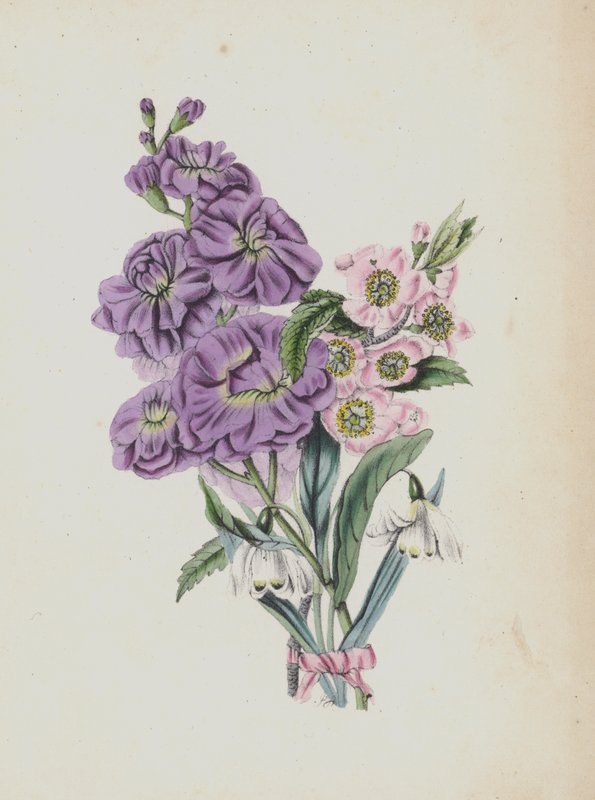 Ilustrace pro album Moss Rose (barevná litografie) od English School