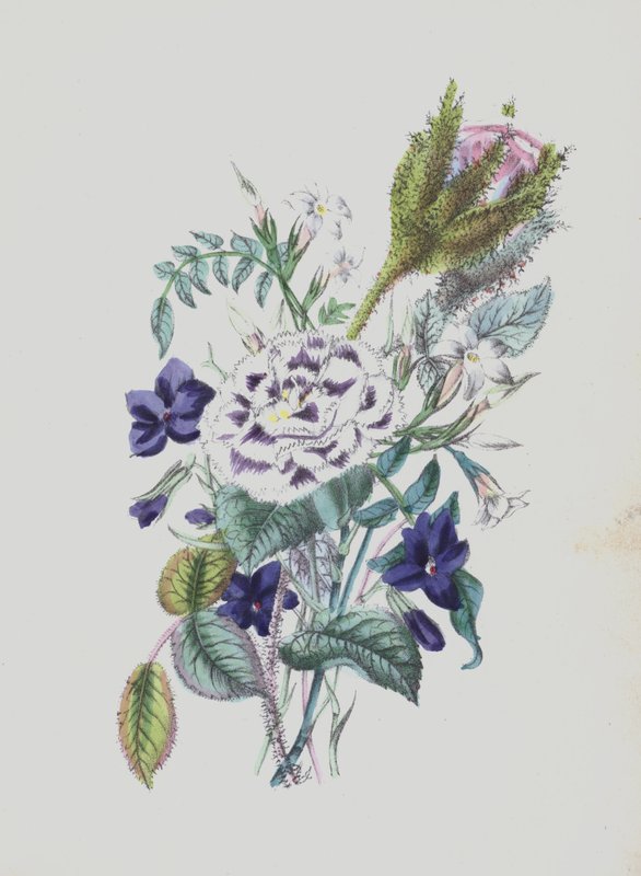 Ilustrace pro album Moss Rose (barevná litografie) od English School