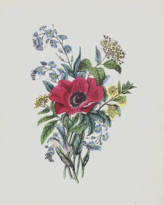Ilustrace pro album Moss Rose (barevná litografie) od English School