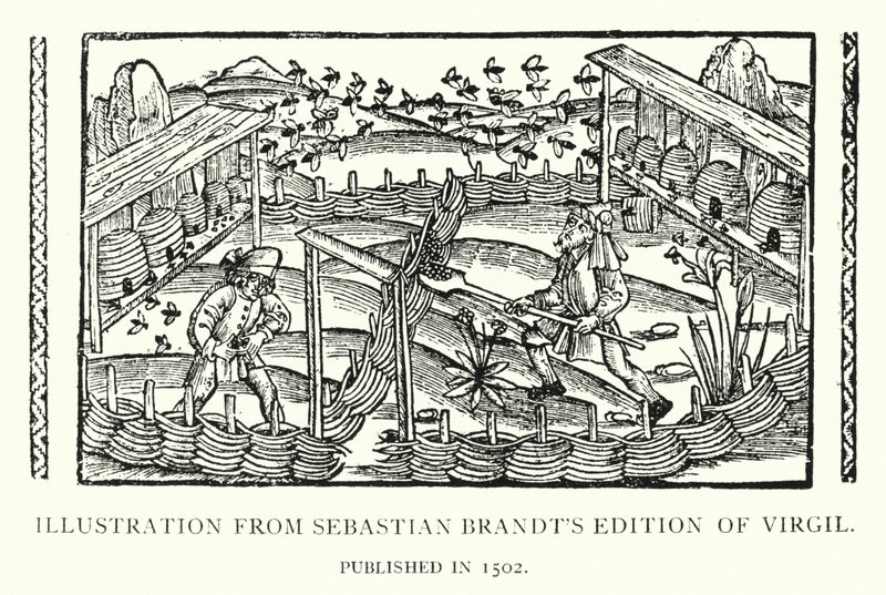 Ilustrace z Edice Virgila Sebastiana Brandta, vydané v roce 1502 (litho) od English School