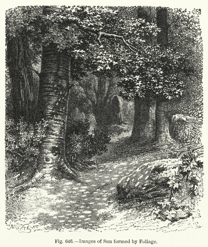 Obrázky Slunce tvořené listím (rytina) od English School