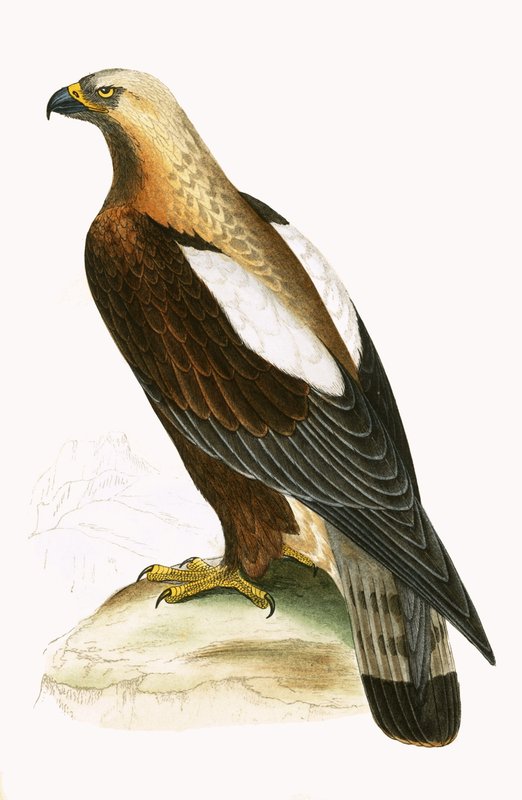 Imperial Eagle, ilustrace z „Historie ptáků Evropy nepozorovaných na Britských ostrovech“ od Charlese Roberta Bree (1811-86), vydáno 1867 od English School
