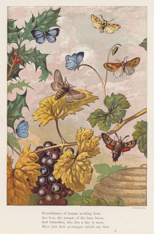 Hmyz (barevná litografie) od English School