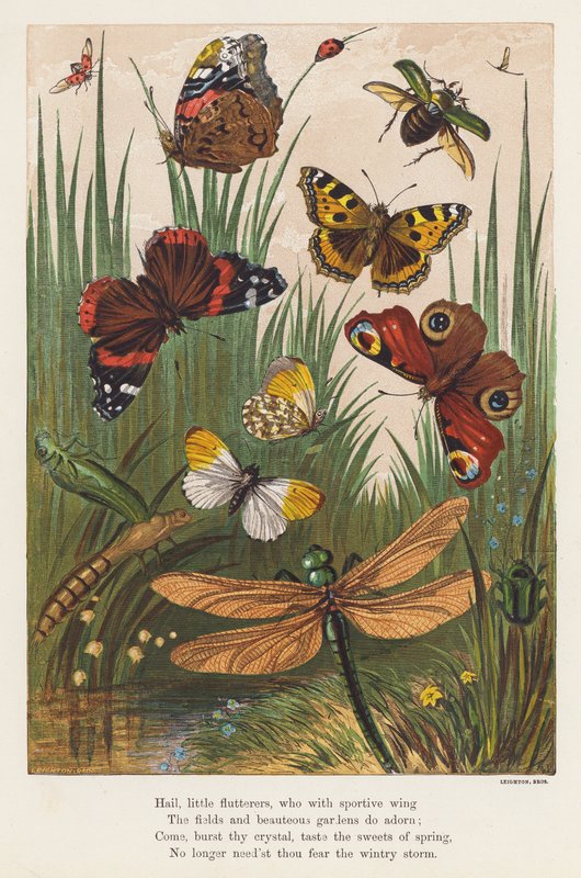 Hmyz (barevná litografie) od English School