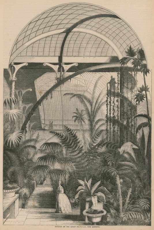 Interiér Great Palmarum, Kew Gardens, Londýn od English School