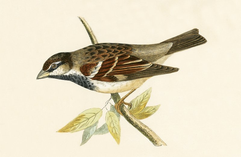 Italský vrabec domácí, ilustrace z „Historie ptáků Evropy nepozorovaných na Britských ostrovech“ od Charlese Roberta Bree (1811-86), vydáno 1867 od English School