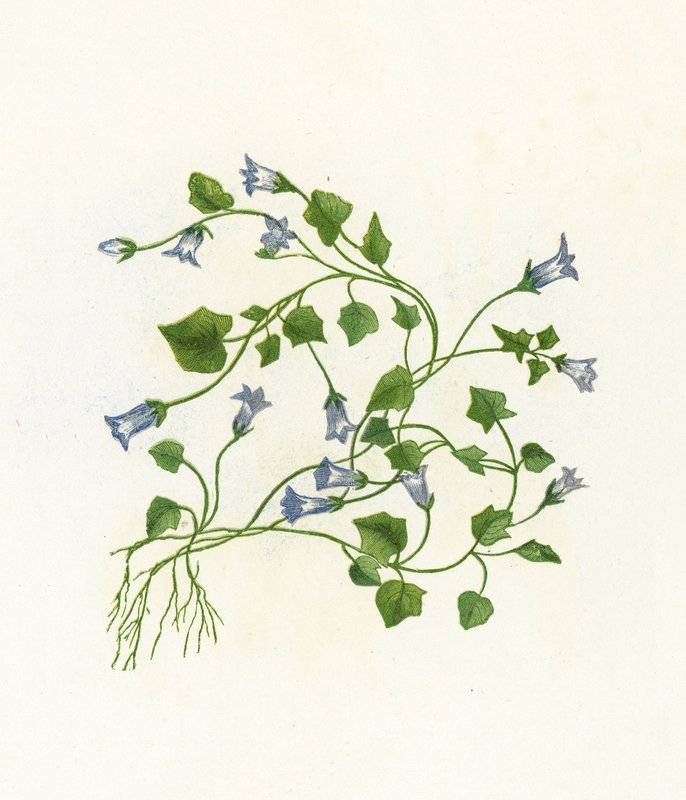 Břečťanolistý zvonek, Campanula Hederacea od English School