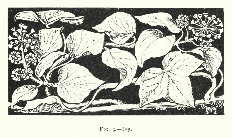 Ivy (rytina) od English School
