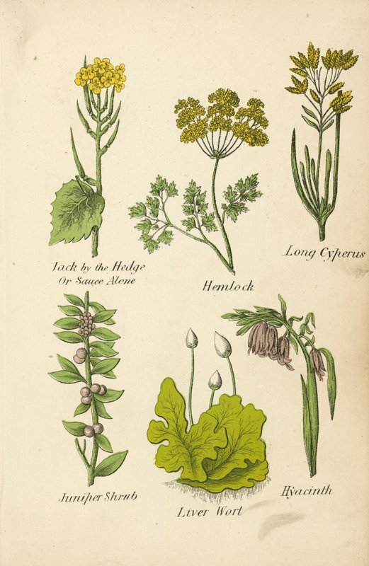 Jack by the Hedge Or Sauce Alone, Hemlockus, Long Cyperus, Juniper Shrub, Liver Wort, Hyacinth (barevná litografie) od English School