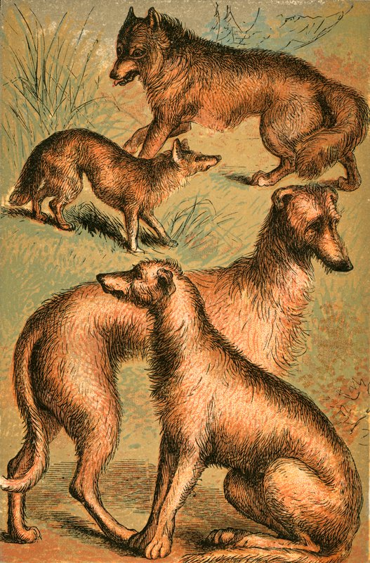 Šakal, vlk, irský vlkodav a deerhound od English School
