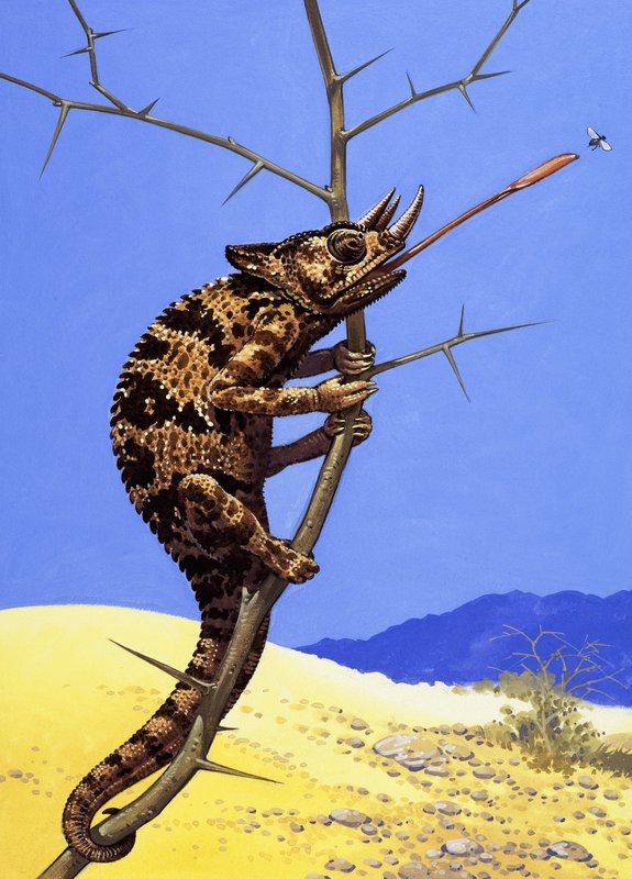 Jacksonův chameleon od English School