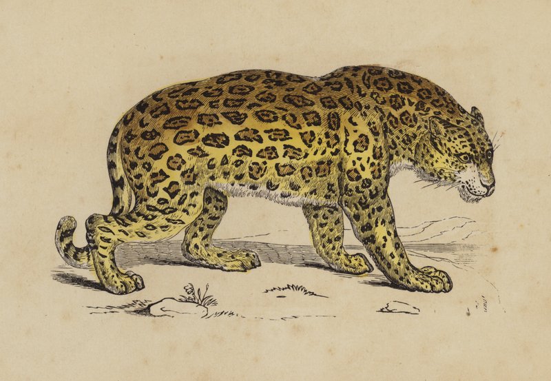 Jaguar (barva lito) od English School