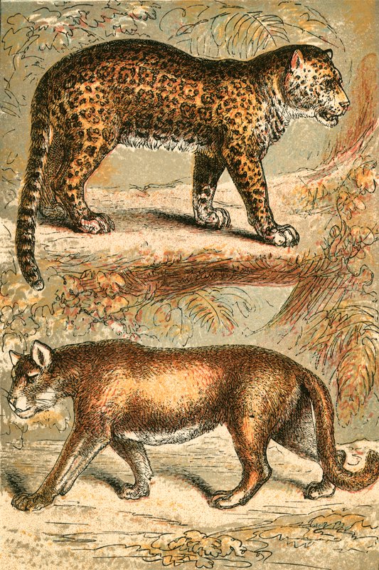 Jaguar a Puma od English School