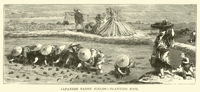 Japonská neloupaná pole, sázení rýže od English School