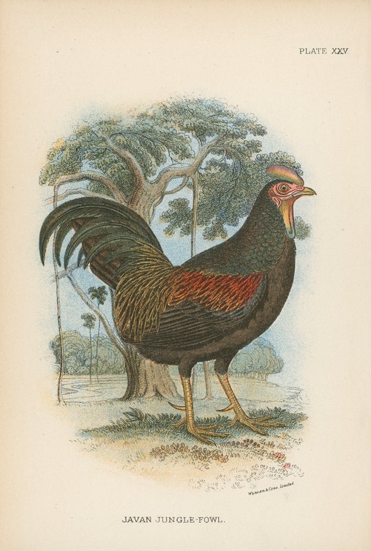 Javan Jungle-Fowl od English School