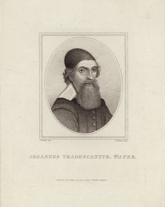 Johannes Tradescantus Pater od English School