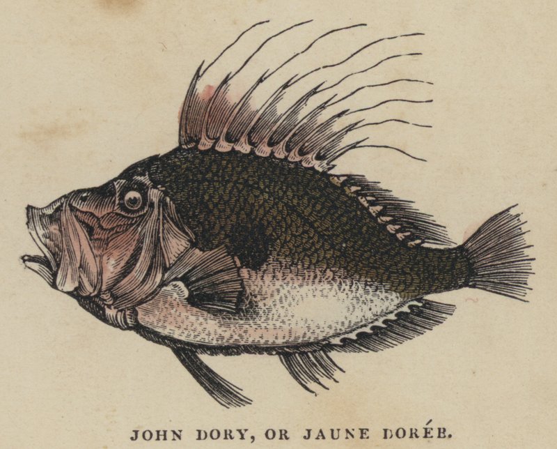John Dory, nebo Jaune Doree (barevná rytina) od English School