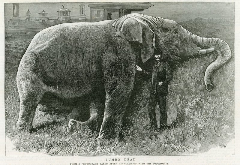 Jumbo, mrtvý od English School