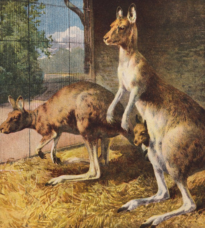 Klokani (barevná litografie) od English School
