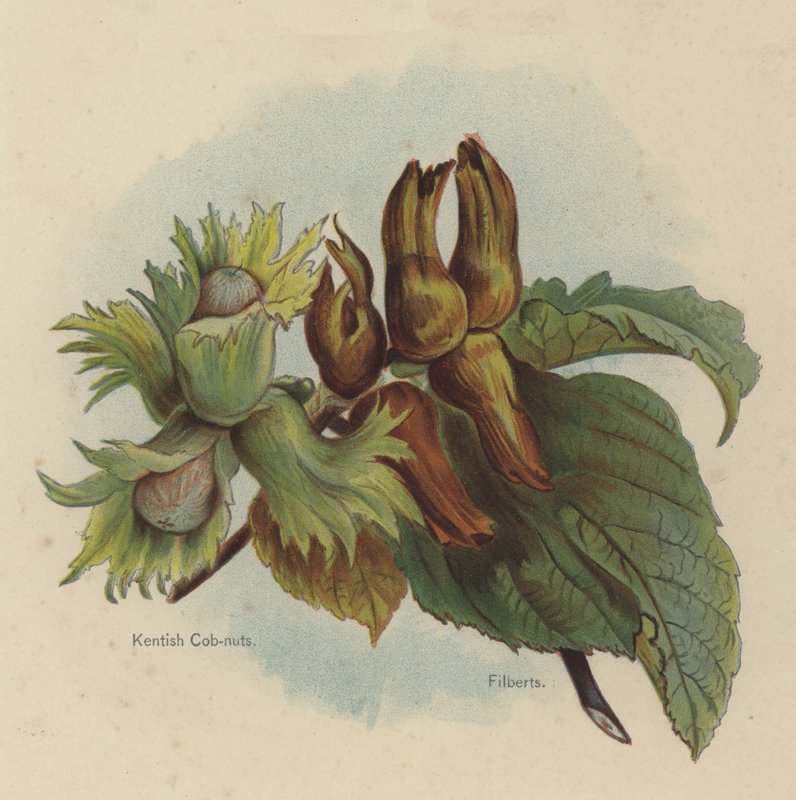Kentish Cob-nuts, Filberts od English School