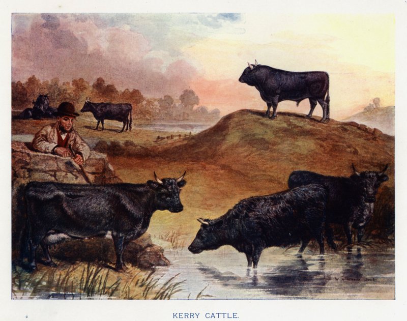 Kerry Cattle (barevná litografie) od English School
