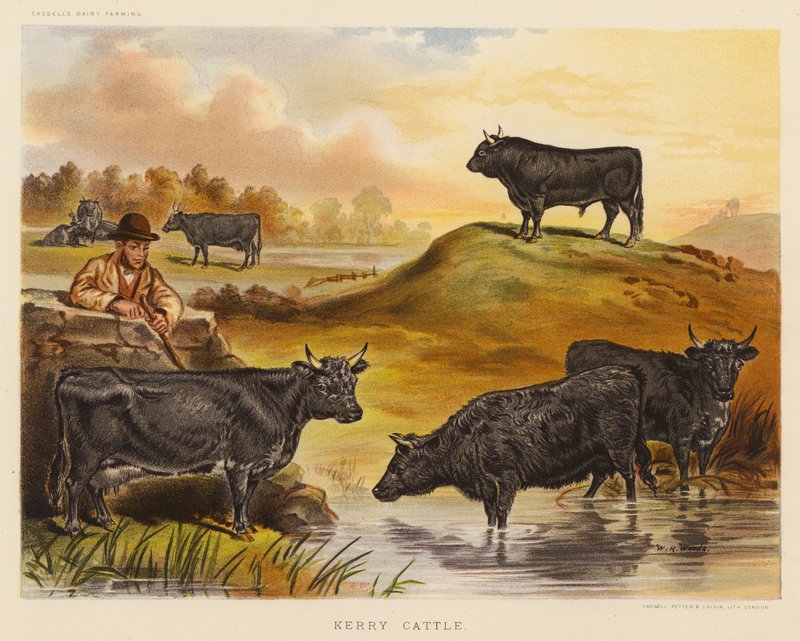 Kerry Cattle (barevná litografie) od English School