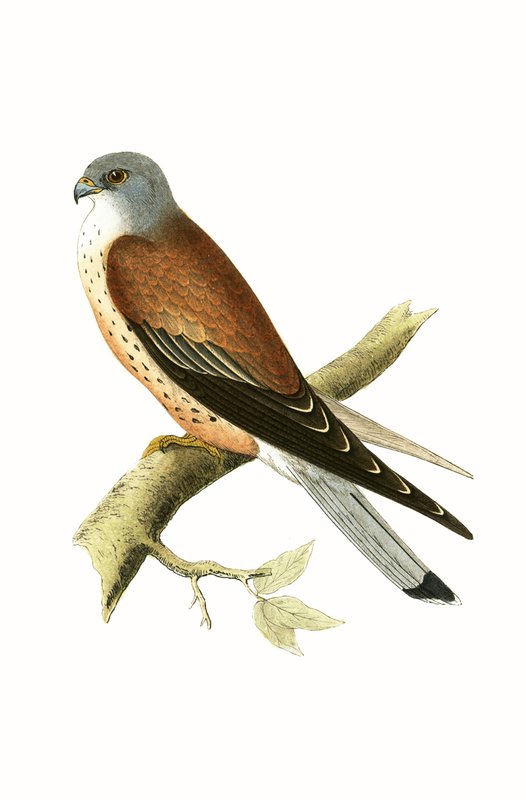 Puštík, ilustrace z knihy "A History of the Birds of Europe Not Observed in the British Isles" od Charlese Roberta Bree (1811-86), vydáno 1867. od English School