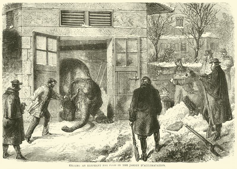 Zabití slona kvůli jídlu v Jardin dAcclimatation, listopad 1870 od English School