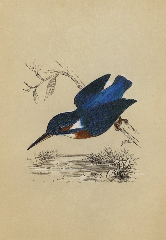 Kingfisher (barevná litografie) od English School