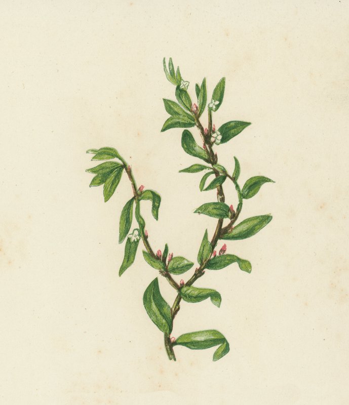 Knot Grass, Polygonum Aviculare (barevná litografie) od English School
