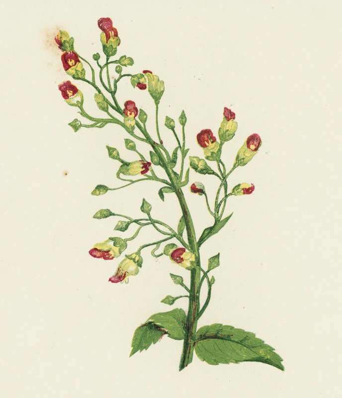 Fíkovník uzlovitý, Scrophularia Nodosa (barevná litografie) od English School