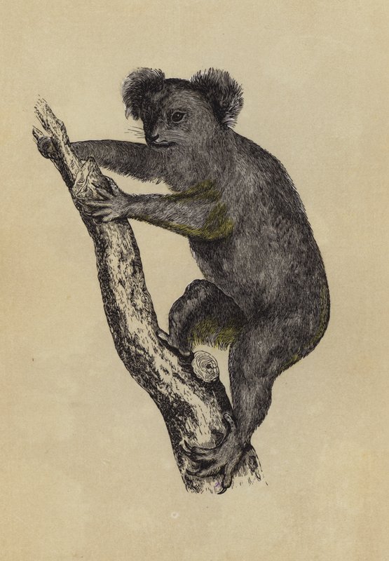 Koala (barevná litografie) od English School